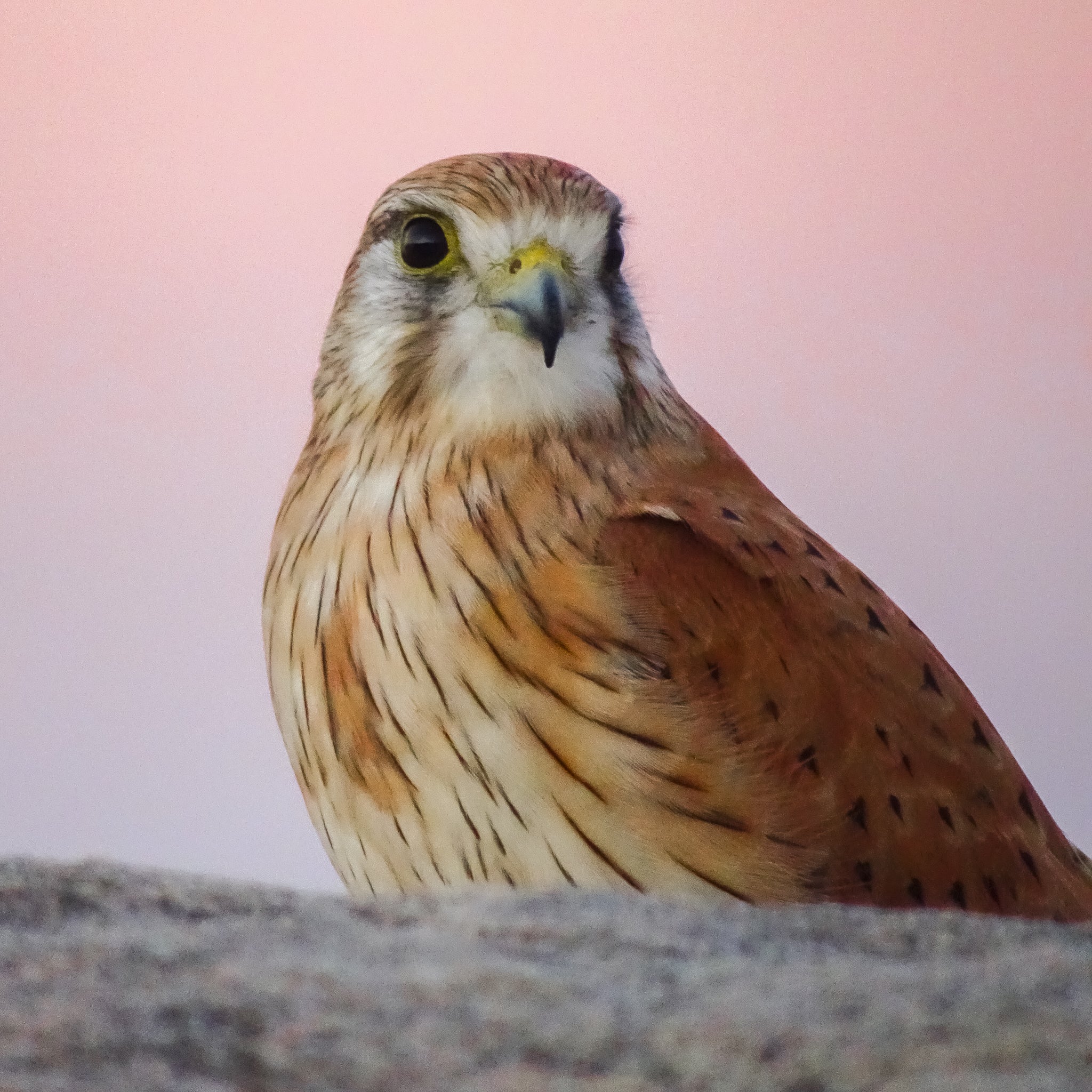 Nankeen Kestrel Hunting: A Complete Guide to Australia’s Fluffy Killer