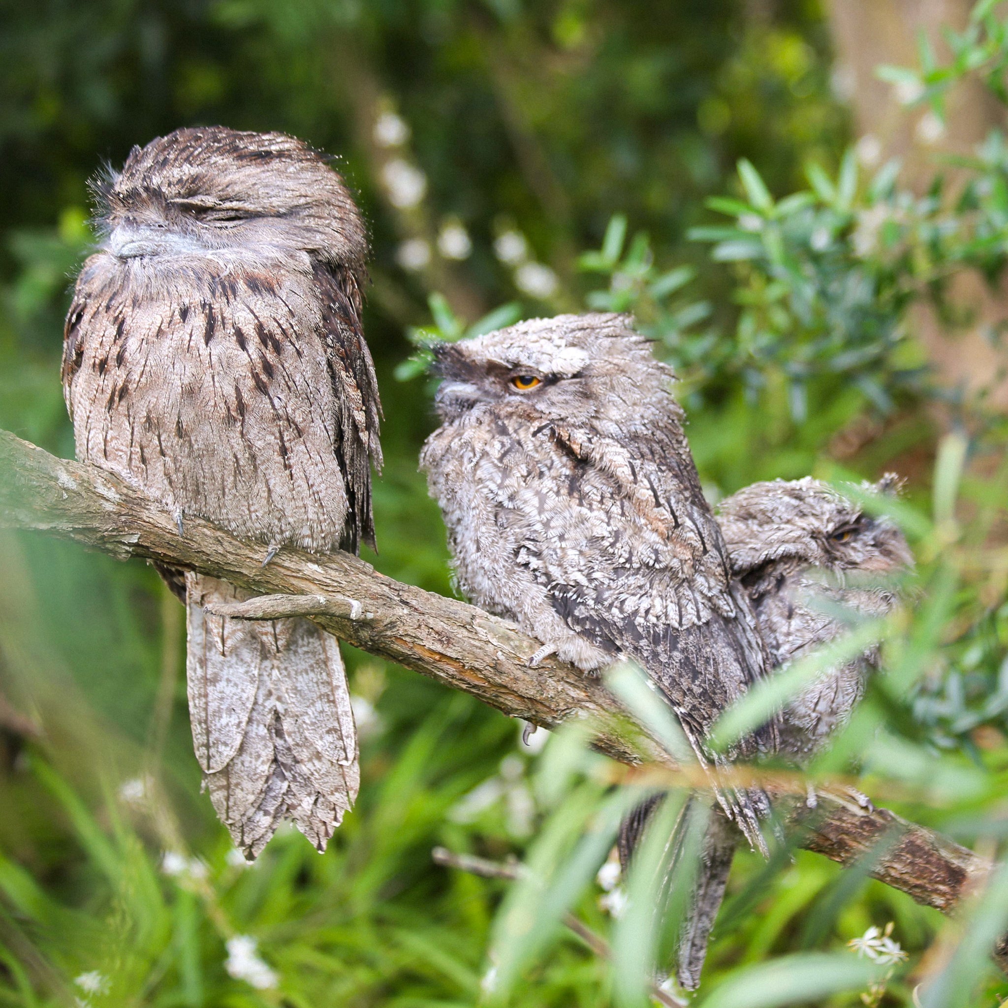 Comprehensive Guide to Bird Species Native to Australia in 2026 Tawny Frogmouth Family