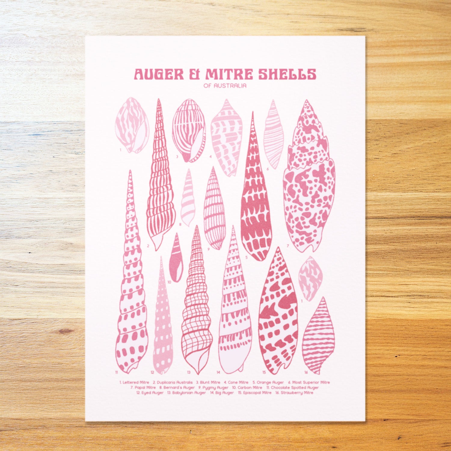 Auger & Mitre Shells Poster