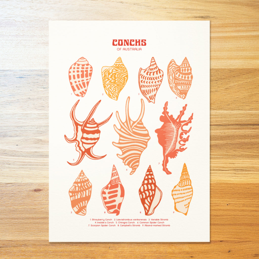 Conch Shells Poster