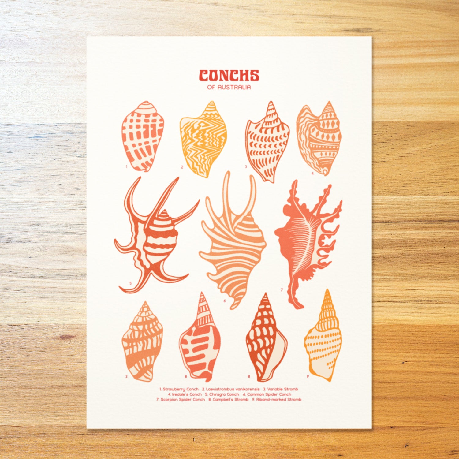 Conch Shells Poster
