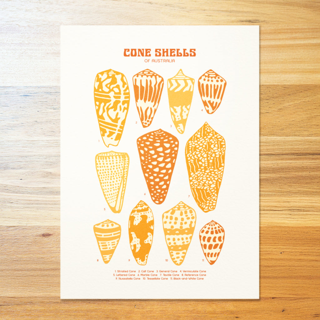 Cone Shells Poster