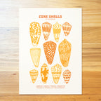 Cone Shells Poster