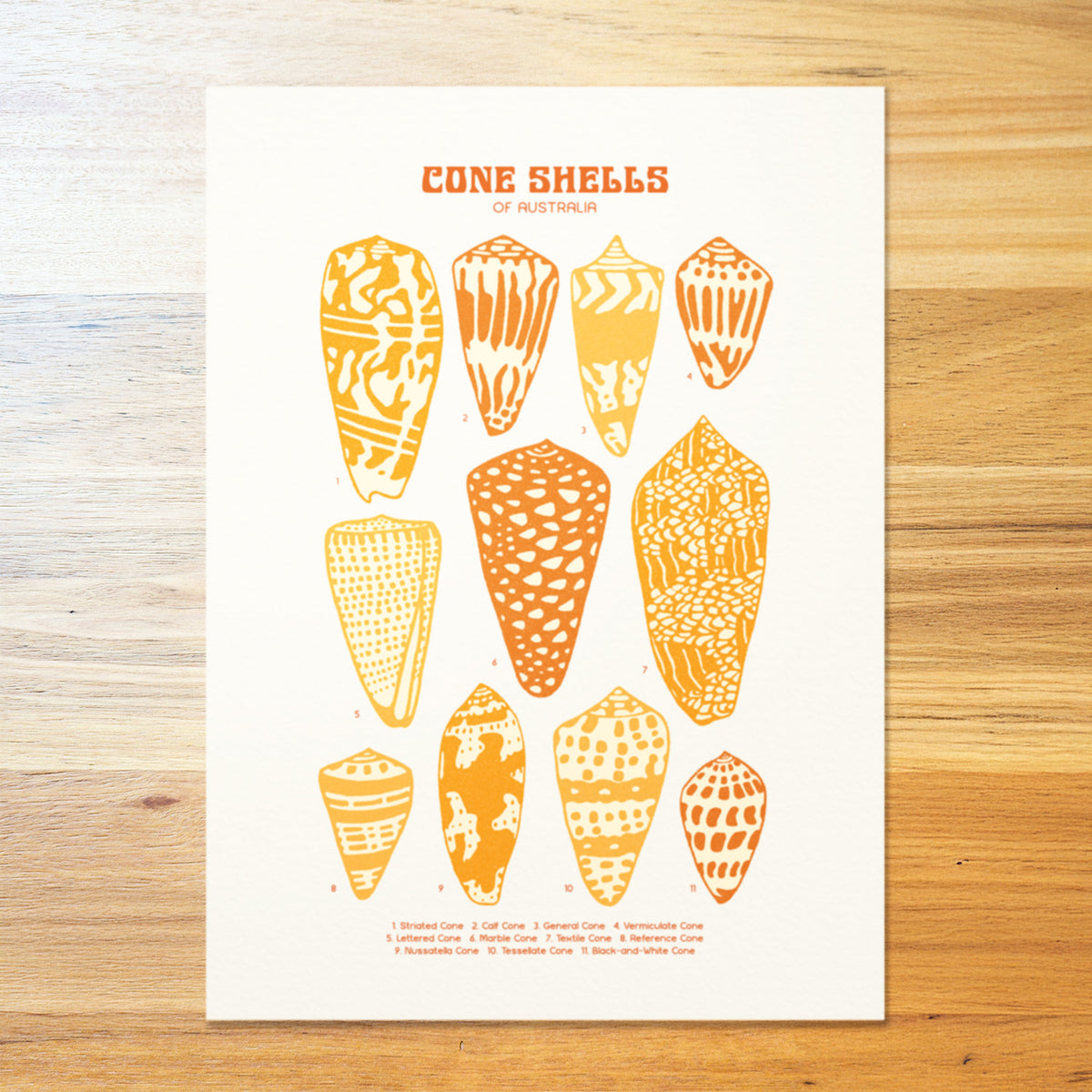 Cone Shells Poster