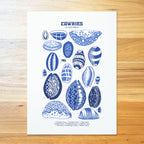 Cowries Shell Poster