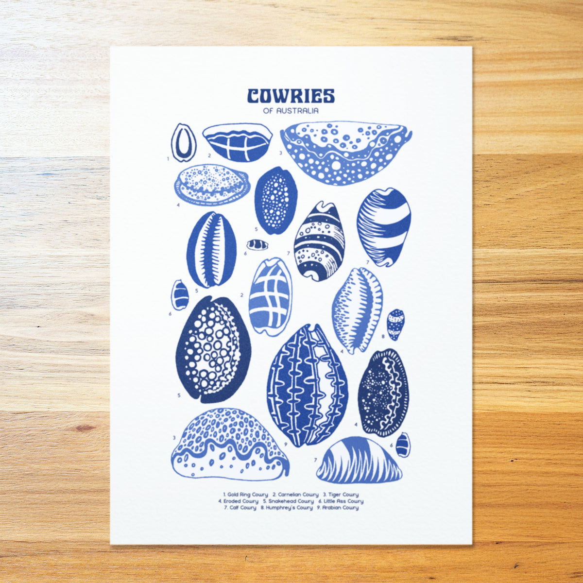 Cowries Shell Poster