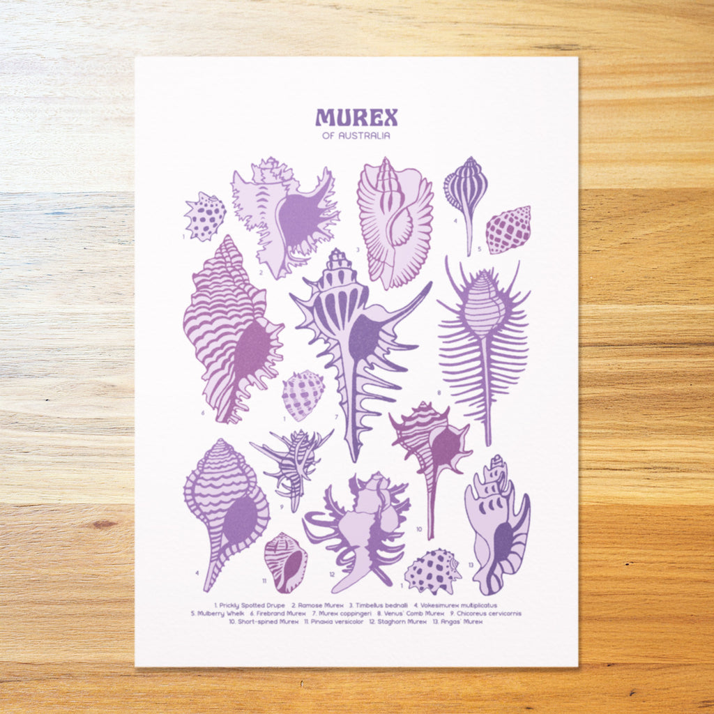 Murex Shells Poster