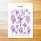 Murex Shells Poster
