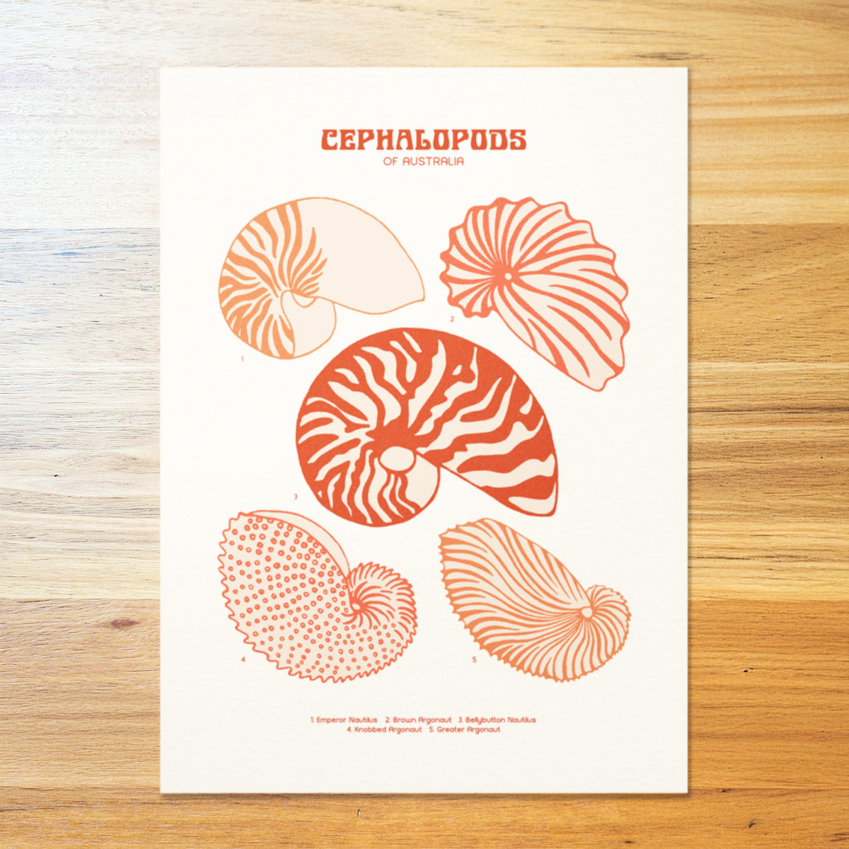 Nautilus Shell Poster