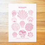 Scallop Shells Poster