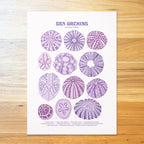 Sea Urchins Poster