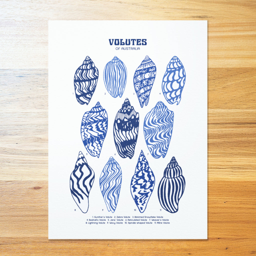 Volutes Shell Poster