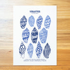 Volutes Shell Poster