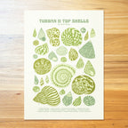 Turban & Top Shells Poster