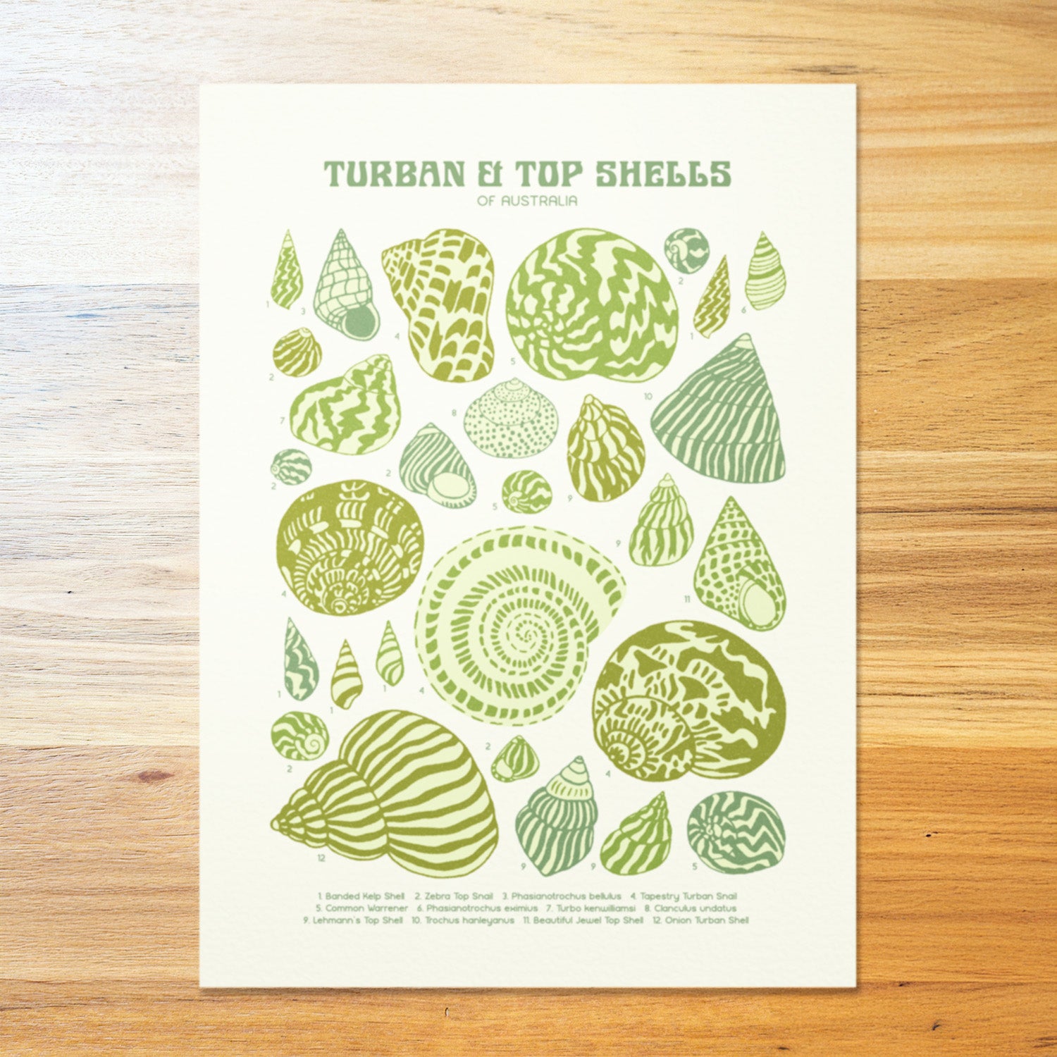 Turban & Top Shells Poster