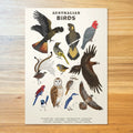 02 Australian Birds Poster Wattletail