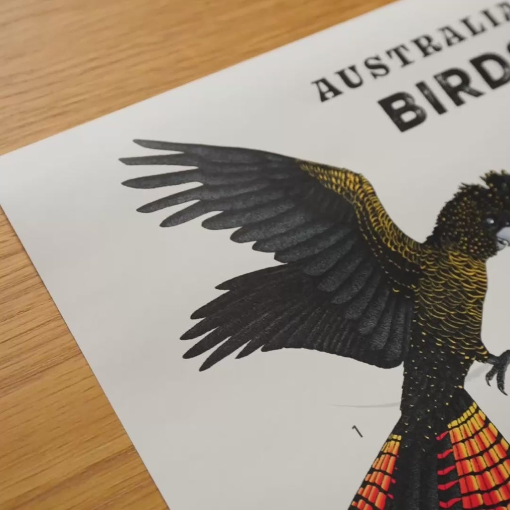 Australian Birds Hand Drawn Poster