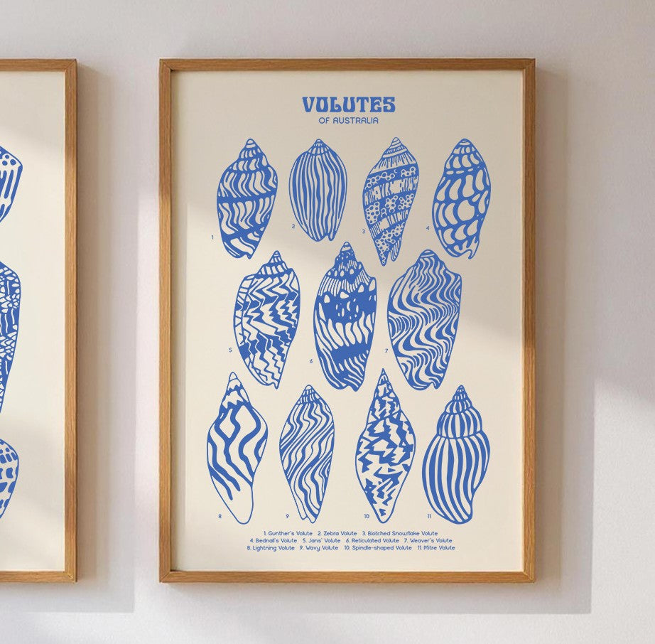 Volutes Shell Poster