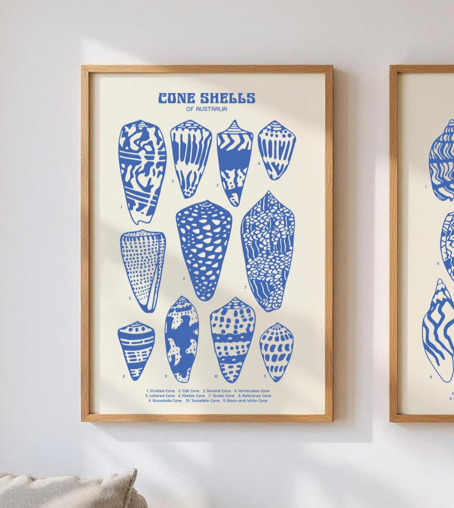 Cone Shells Poster