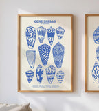 Cone Shells Poster