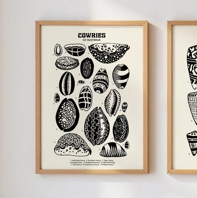 Cowries Shell Poster