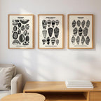 Cowries Shell Poster